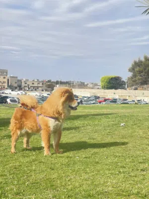نتايه تشاو تشاو حاجه ربي يبارك