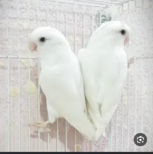 كوبيه بركدلو إنتاج محلي عين حمره لاقوة إلا بالله بي صحه جيده