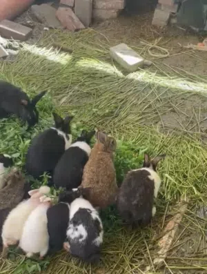 ارانب للبيع