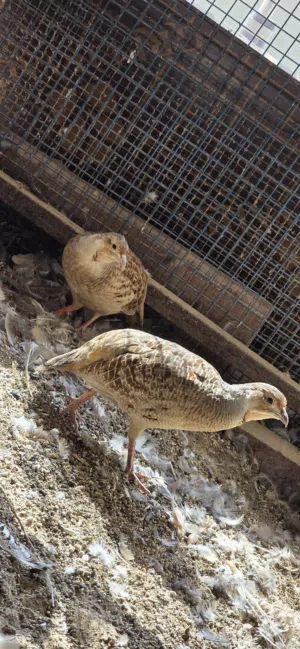 صفارد باكستانية منتجة