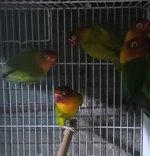 للبيع فيشر محلي الأخضر التفاصيل تحت في صندوق الوصف