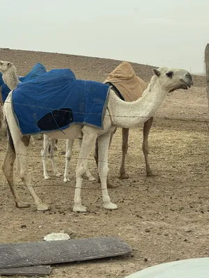 ‏أبل‏1