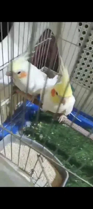 جوز كوكتيل لاتيونه اليفه