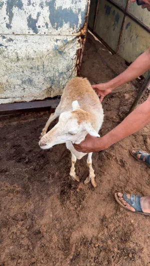 غنم صلالة بيور/ماعز صلالة بيور