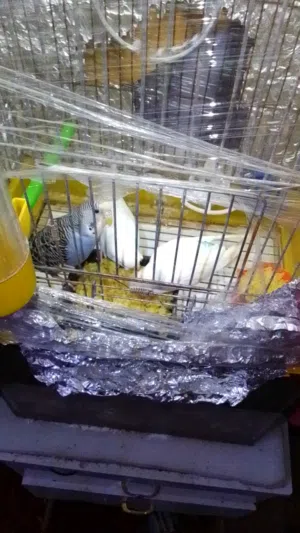 طيور حب بسعر طري جدا