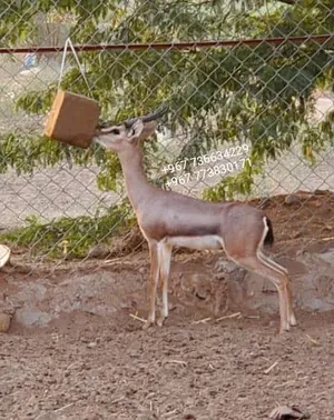 Deer0