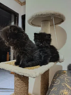 كتين للبيع kittens for sale