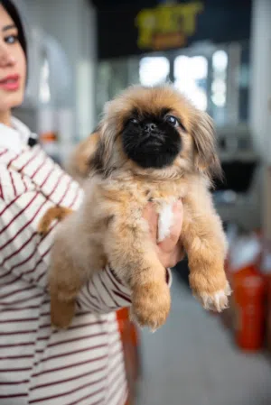 كلاب منزليه مناسبه للشقق..بودل.. بوميرنيان...