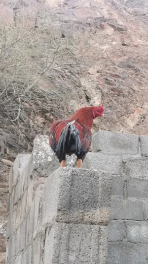 للبيع ديك باكستاني