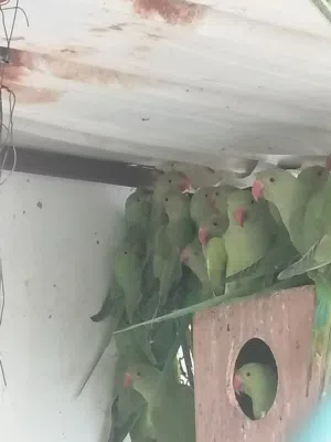 بغبغا الدره