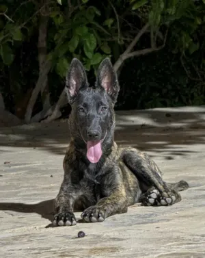 دوتش شيبرد Dutch shepherd الراعي الهولندي بيور بيور العمر 3 اشهر اهالي مستوى عالي جداً.