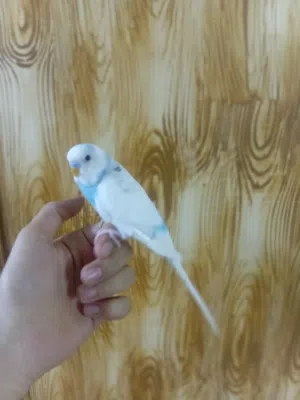 جوز حب للبيع المستعجل