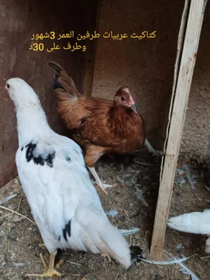 دجاج رومي ودجاج عربي للبيع بصحه ممتازه