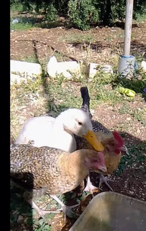 بطه انثى وجاجتين ذكر وأنثى