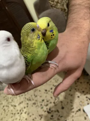 طيور حب (الروز)