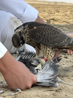 للبيع شاهين من شاهين تفريخ شركة جريس