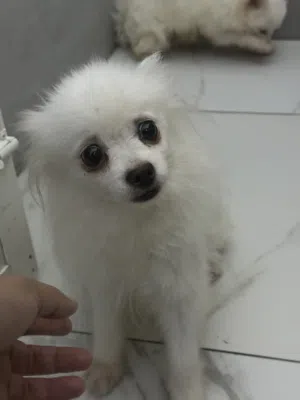 pomeranian for sale