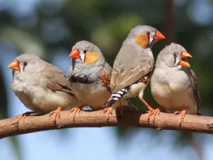 كوبيه زيبرا