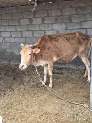 بقر تهجين عشر زاهبات يحدرن اللهم بارك