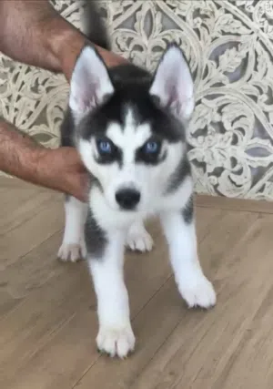 Husky Puppy available for sale