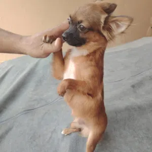 almozeg. K9 