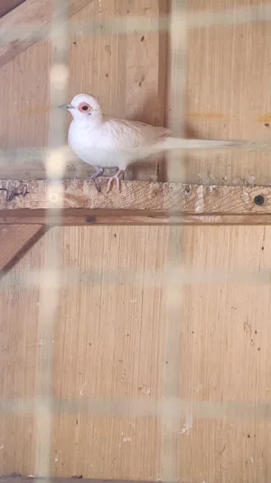 مطلوب حمام ملكي ابيض