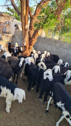 موقع السويق جعد نجدی ماشاءاللہ