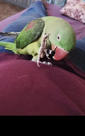 Parrots4
