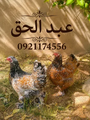 بيض براهما درجة اولى