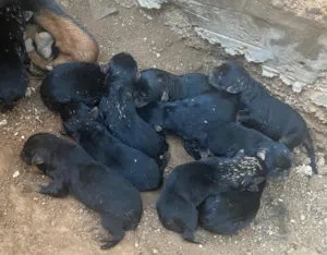 جراء روت وايلر حديثي الولاده للحجز