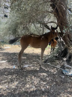 Horses0