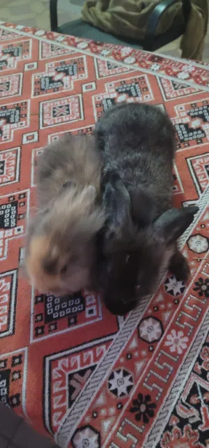 ارانب بصحة ممتازة Rabbit
