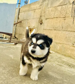 جراوا هاسكي مستوا عالي عمر 38 يوم للبيع او للبدل