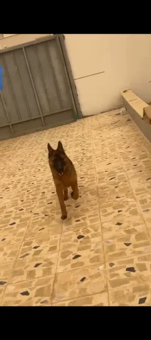 كلب لونق هير