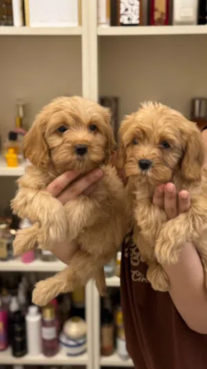 female and male maltipoo 4 months old healthy playful vaccination and passport available