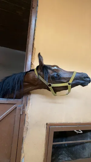 Horses1
