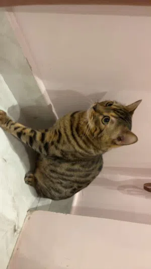 قطو بنغالي معه جواز ومعقم و مطعم  حط سعرك و شله ذكر عمره 4 سنين