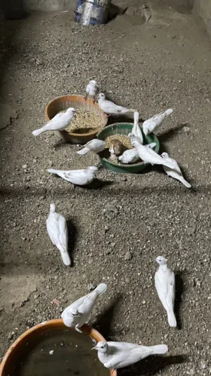 عفاد وحب رمان