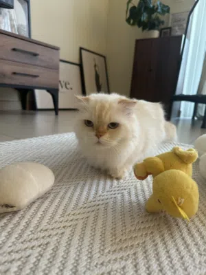 قطة أنثى للتبني - Female cat for adoption