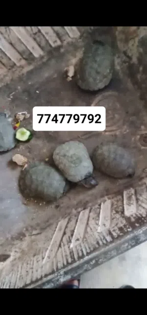 حيوانات ///سلاحف صغار للبيع وغيرها