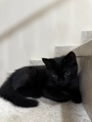 Kittens up for adoption (free)