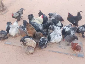 اعتاتيق برهمه للبيع