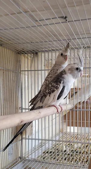 Parrots4