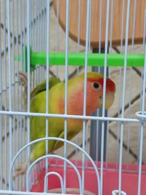 روز محلي للبيع