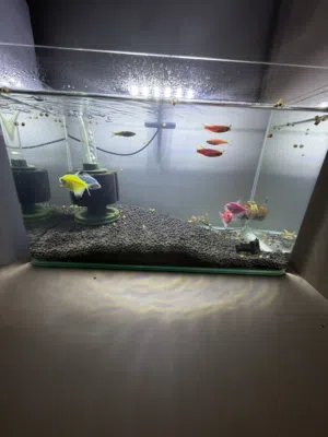 حوض سمك مع السمك والاكسسوارات كاملة