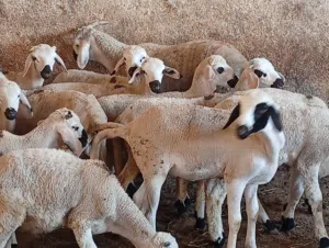 صردي سطات لي خاصو شي حاجا يتصل علي الارقام الظاهرة