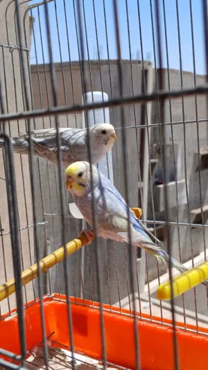 كوبيه بقلنيو رينبو لون ماشاءالله