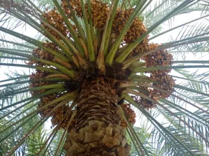 طناء نخيل نغال وخلاص وخنيزي ومدلوكي وابونارنجه
