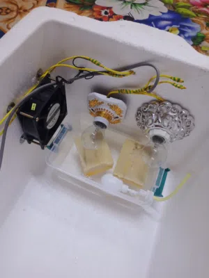 عمل فقاسات بيض الدجاج