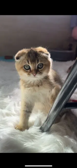 سكوتش فولد جولد